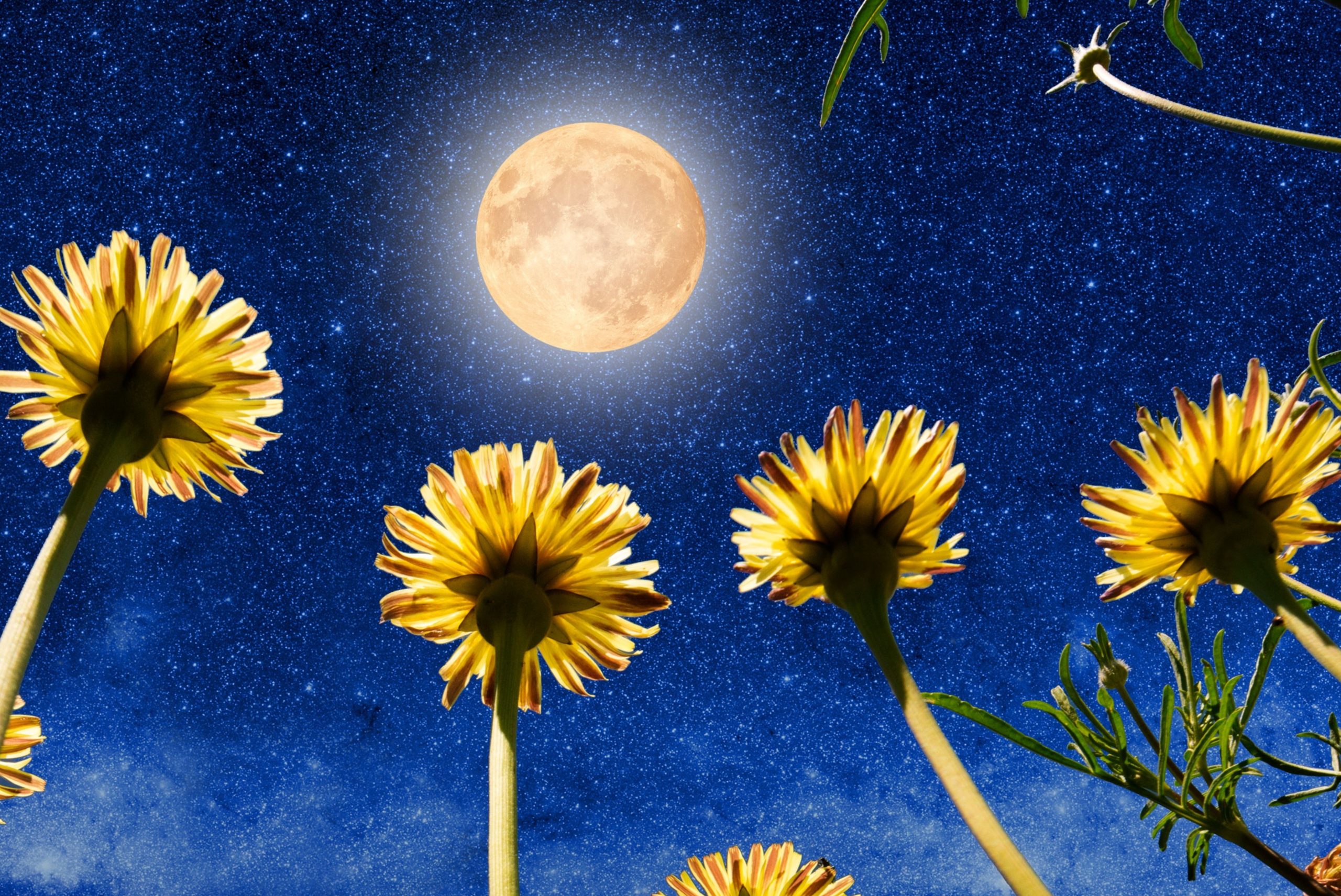 luna de las flores 2025