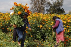 Tlaxcoapan florece: la tradición del Día de Muertos en todo su esplendor