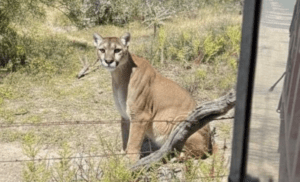 Alertan por avistamiento de puma en San Agustín Tlaxiaca