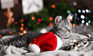 El truco viral para salvar tu árbol de Navidad del ataque de tu gato