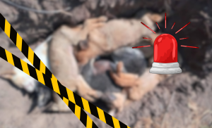 Envenenan y mueren seis perros en Tezontepec de Aldama