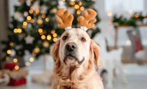 Primera Navidad sin tu mascota: cuando el duelo también se sienta a la mesa