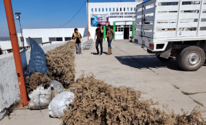 Adiós al árbol navideño sin contaminar: Tulancingo abre seis centros de acopio