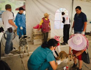 62 esterilizaciones en un día: jornada en Huasca de Ocampo
