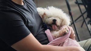 Alerta en Hidalgo: gusano barrenador alcanza a mascotas