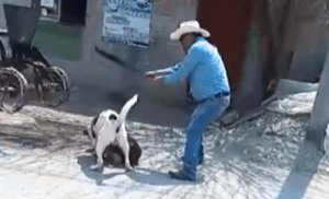 Denuncian al responsable de atacar con machete a un perro en San Salvador, Hidalgo