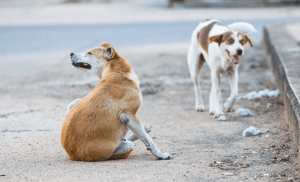 Exigen desafuero de senadora por sacrificio de 10 mil perros