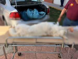Buscan a la familia de husky atropellado en Pachuca; murió tras graves heridas