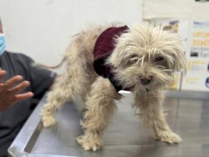 Tula de Allende: rescatan a perrito denunciado de abuso