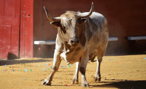 “No hay derechos frente al sufrimiento”: el debate animal escala en el Congreso de Hidalgo