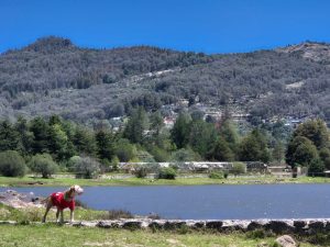 Van contra plaga que devora oyameles en Pachuca; intervendrán 2 mil hectáreas