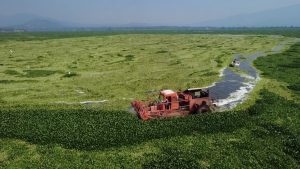 El lirio no da tregua en la Presa Endhó: más de 500 hectáreas siguen invadidas