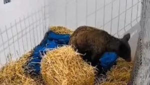 Muere “Mina”, osa rescatada de La Pastora