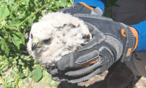 Salvan a halcón en riesgo a orillas del Río Salado, Tlahuelilpan