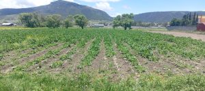 La lluvia le devuelve el aliento al campo de Tulancingo