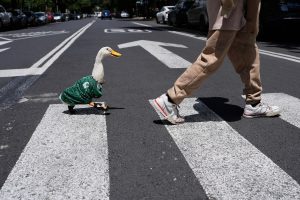 De las calles al Palacio Nacional: el pato Merlín llega a La Mañanera